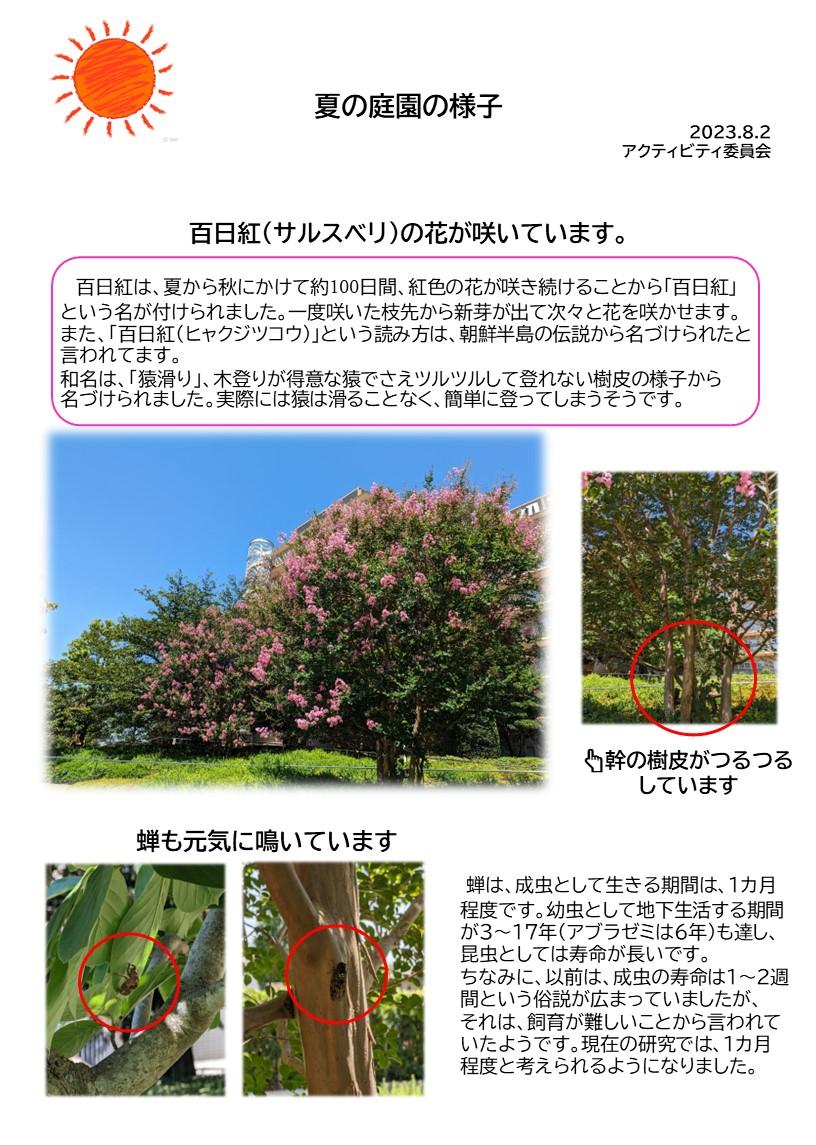 夏の庭園様子(百日紅・蝉）.jpg